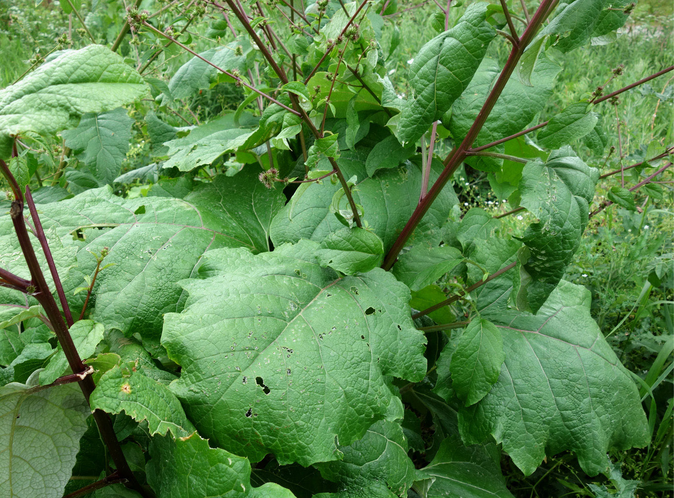 Изображение особи Cousinia umbrosa.