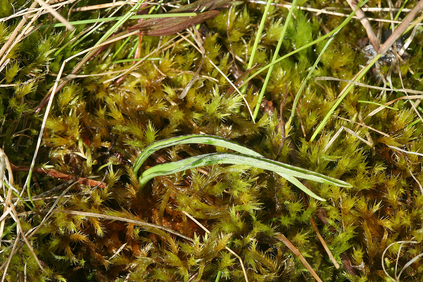 Image of Dactylorhiza traunsteineri specimen.