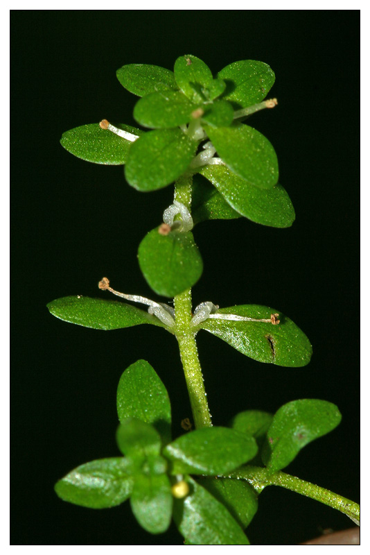 Image of Callitriche cophocarpa specimen.