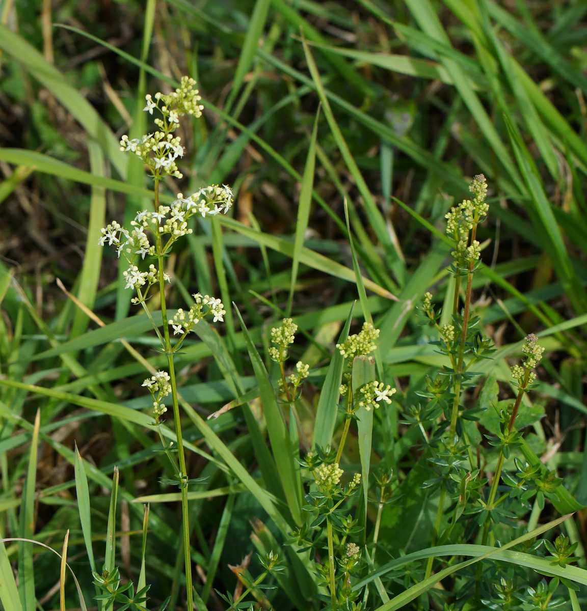 Изображение особи Galium mollugo.