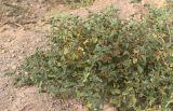 Solanum olgae