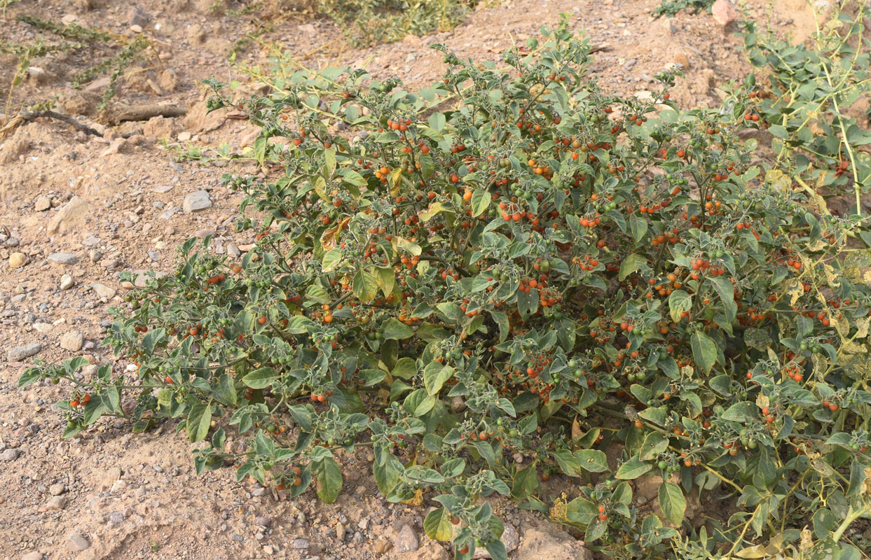 Изображение особи Solanum olgae.