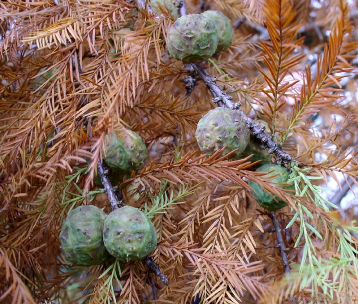 Image of Taxodium distichum specimen.