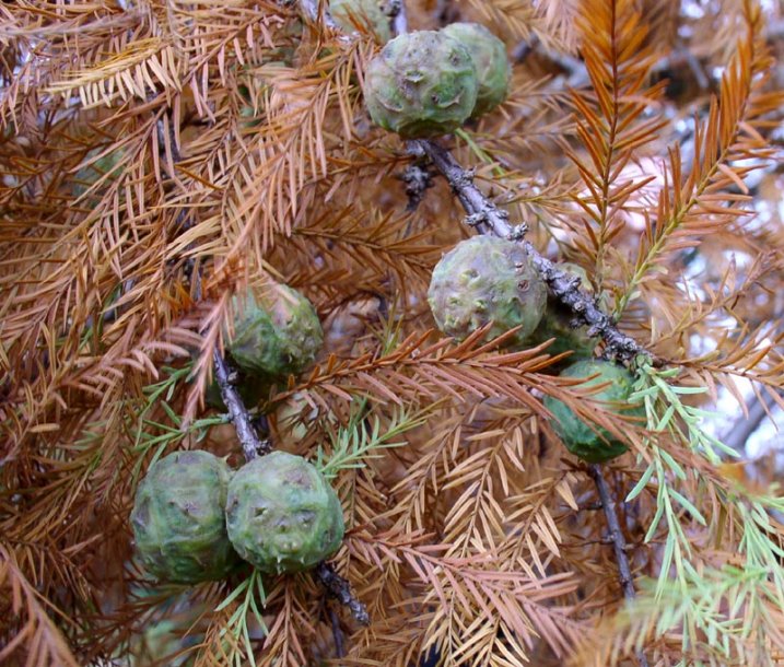 Изображение особи Taxodium distichum.