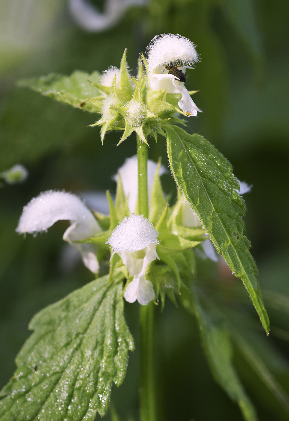 Изображение особи Lamium flexuosum.