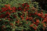 Pyracantha angustifolia