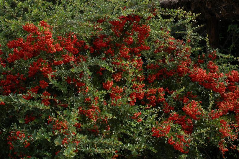 Image of Pyracantha angustifolia specimen.