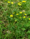 genus Ranunculus