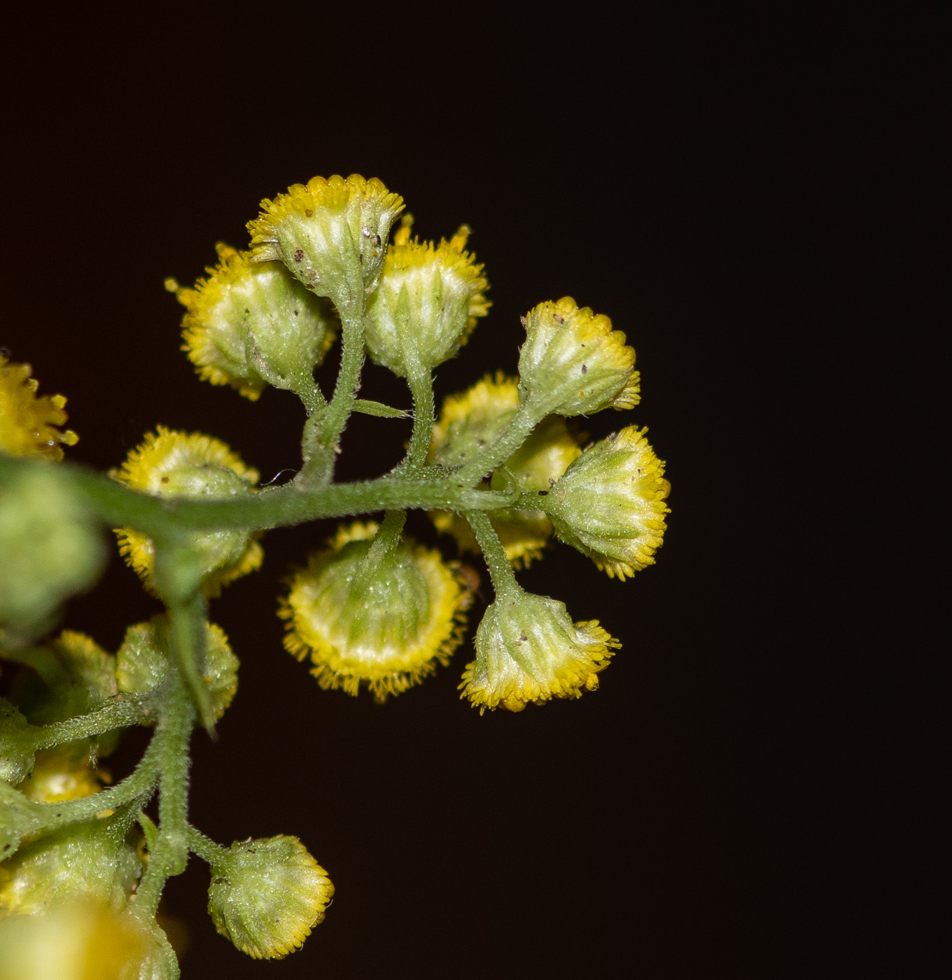 Image of Nidorella resedifolia specimen.