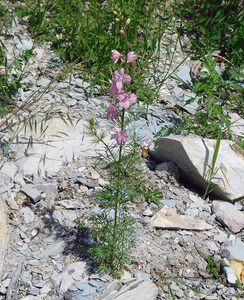 Image of Delphinium ajacis specimen.