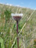 Erigeron eriocalyx