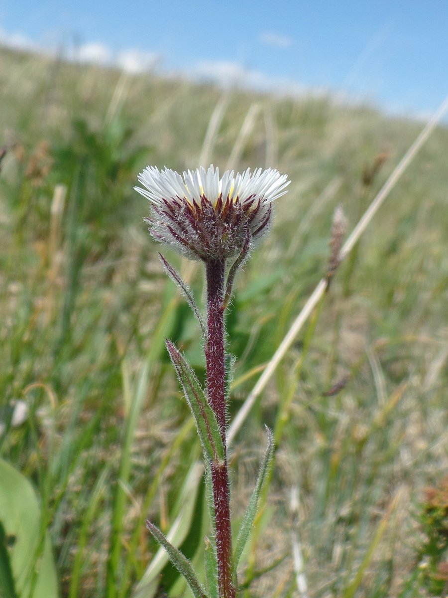 Image of Erigeron eriocalyx specimen.