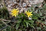 Taraxacum pseudoatratum