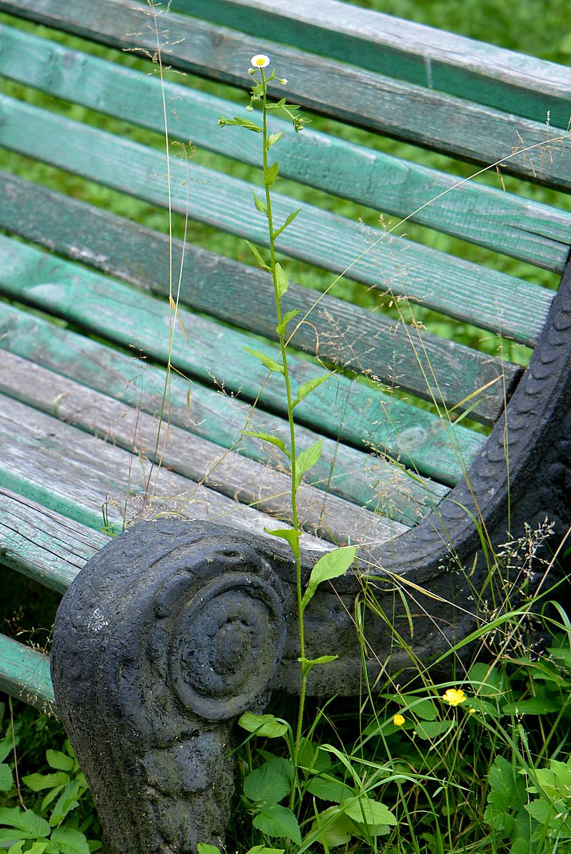 Image of Erigeron annuus specimen.