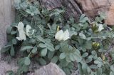 Astragalus permiensis