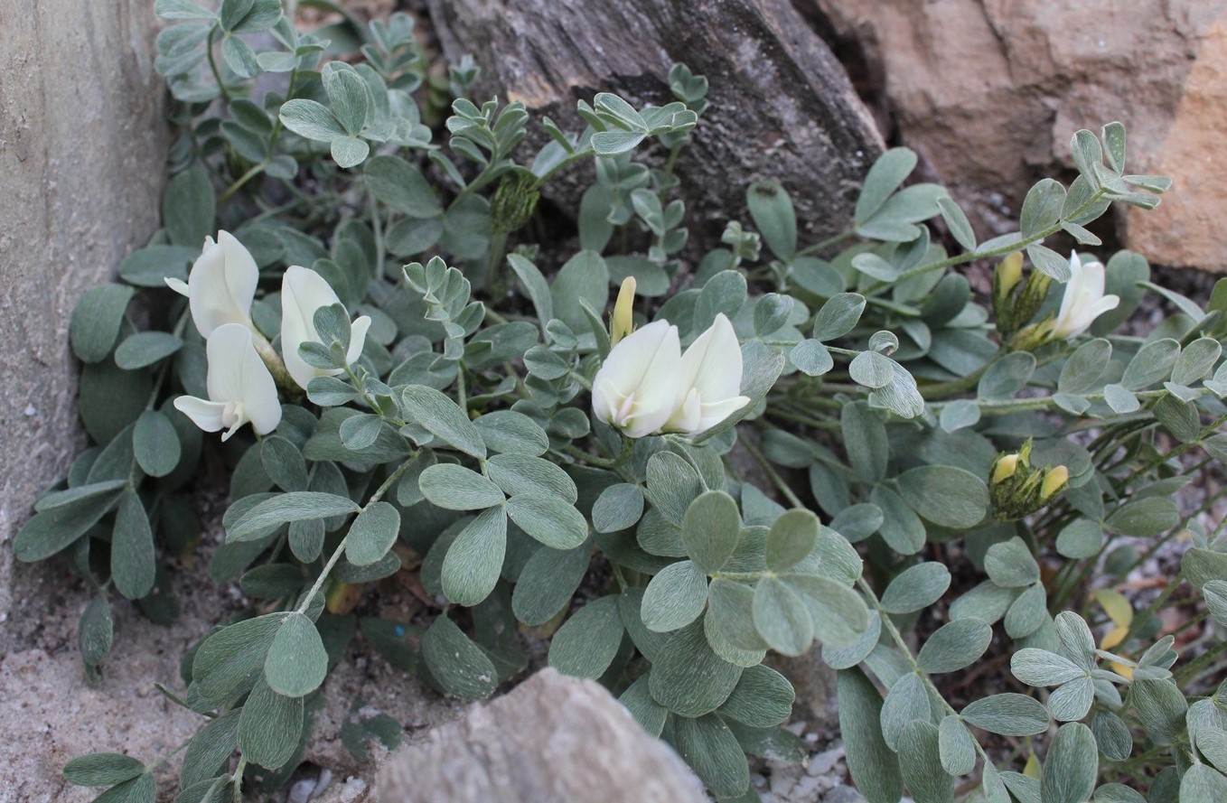 Изображение особи Astragalus permiensis.