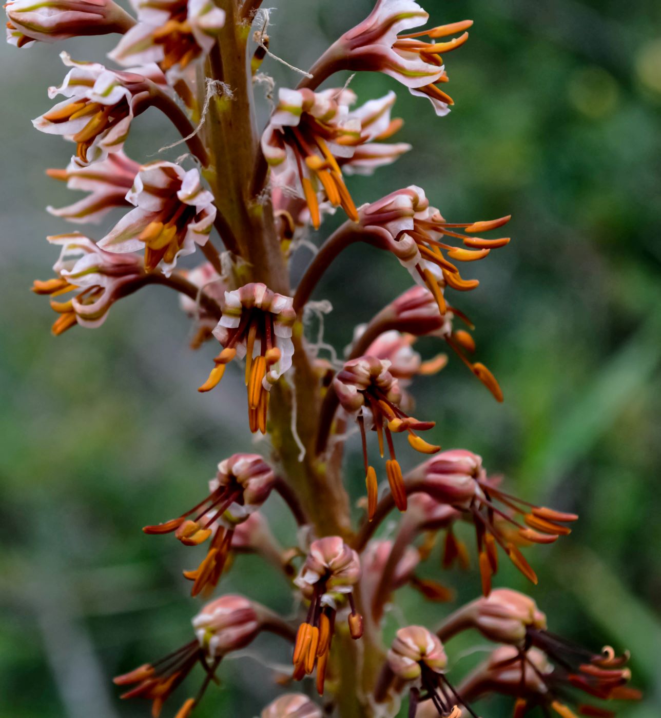 Изображение особи Eremurus regelii.