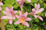 Lycoris squamigera