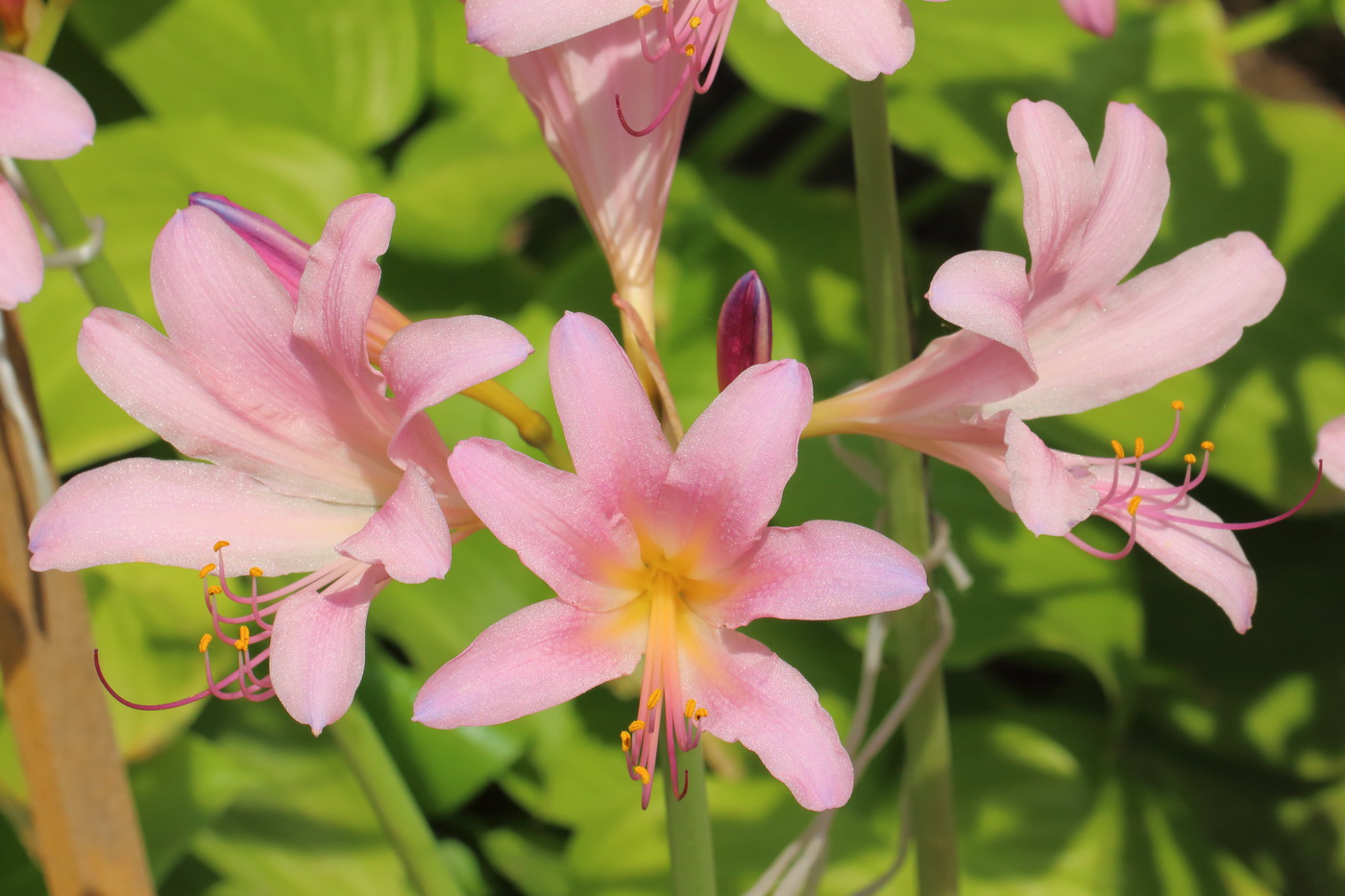 Image of Lycoris squamigera specimen.