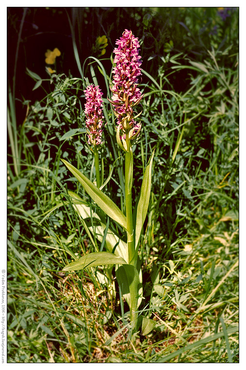 Изображение особи Dactylorhiza incarnata.