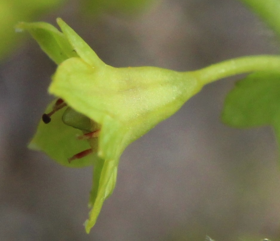 Image of Alchemilla uralensis specimen.