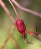Rosa acicularis