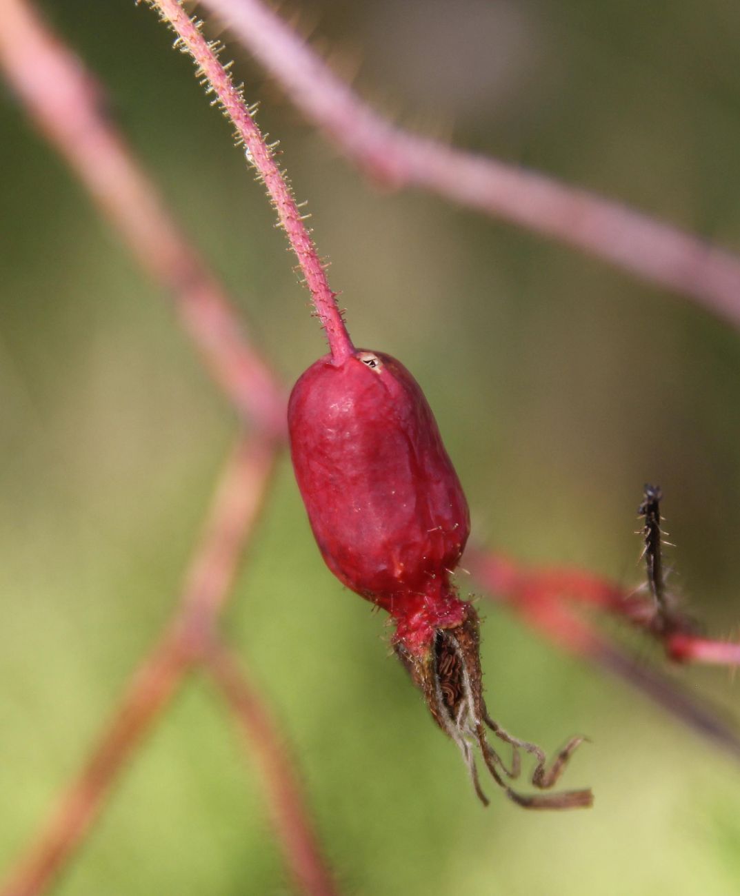 Image of Rosa acicularis specimen.