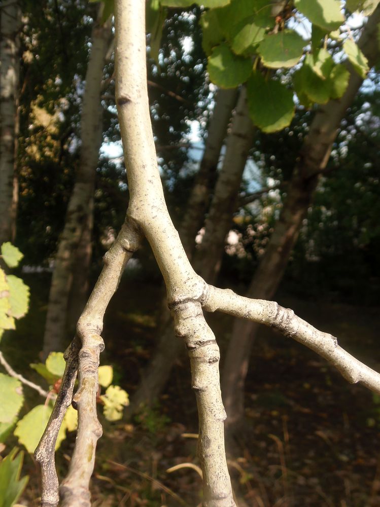 Image of Populus tremula specimen.