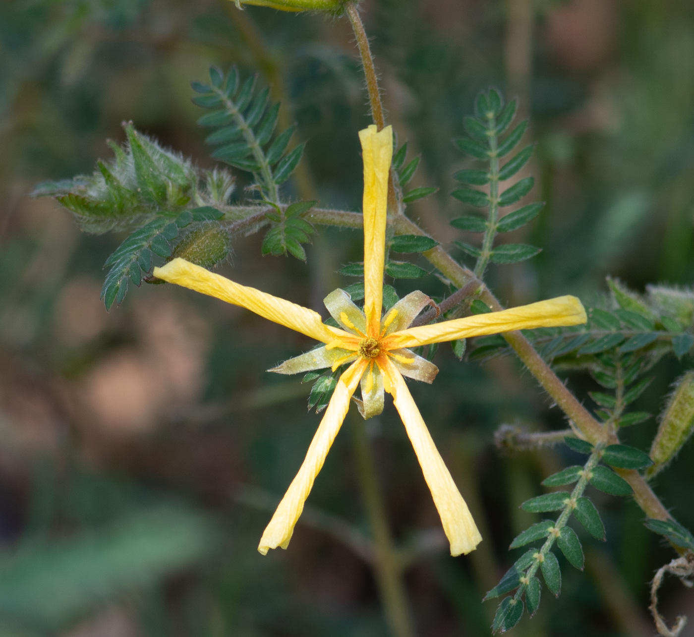 Изображение особи Tribulus zeyheri.