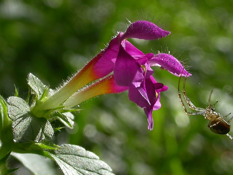 Image of Galeopsis pubescens specimen.