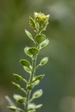 Alyssum turkestanicum var. desertorum