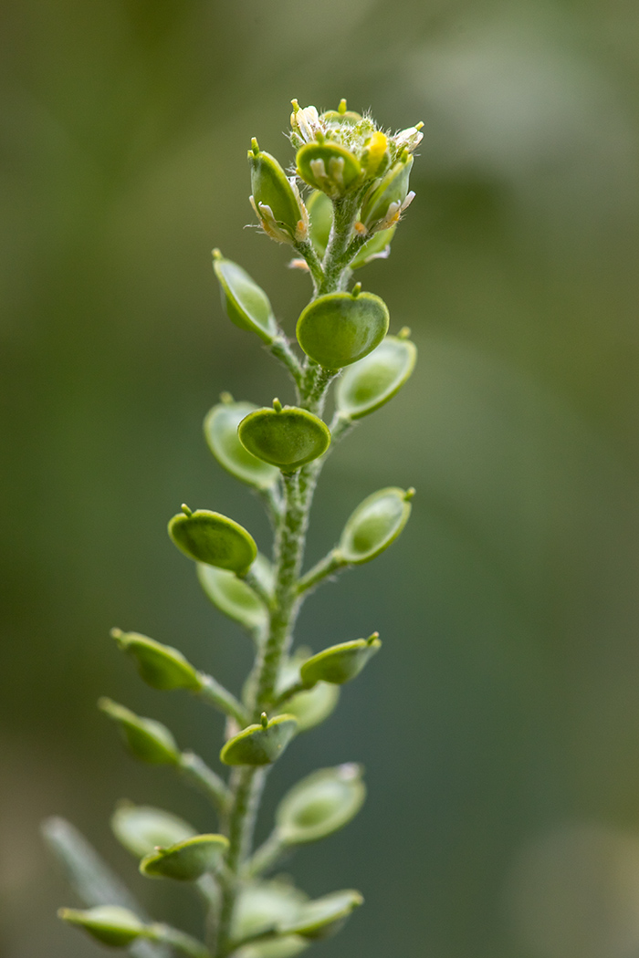 Изображение особи Alyssum turkestanicum var. desertorum.