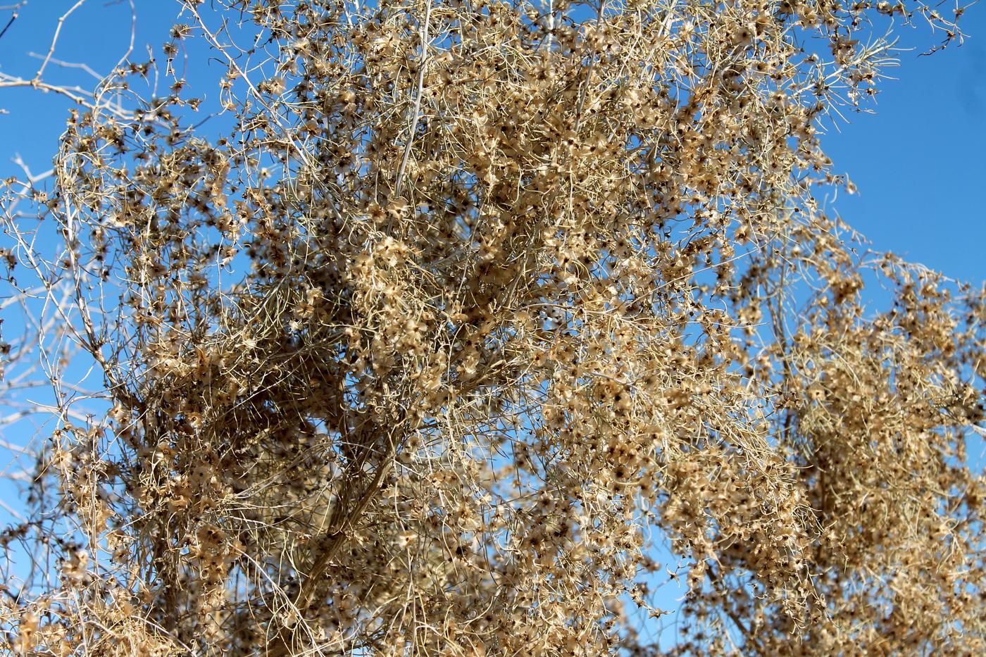 Изображение особи Salsola richteri.