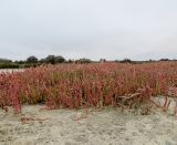 Salicornia natalensis