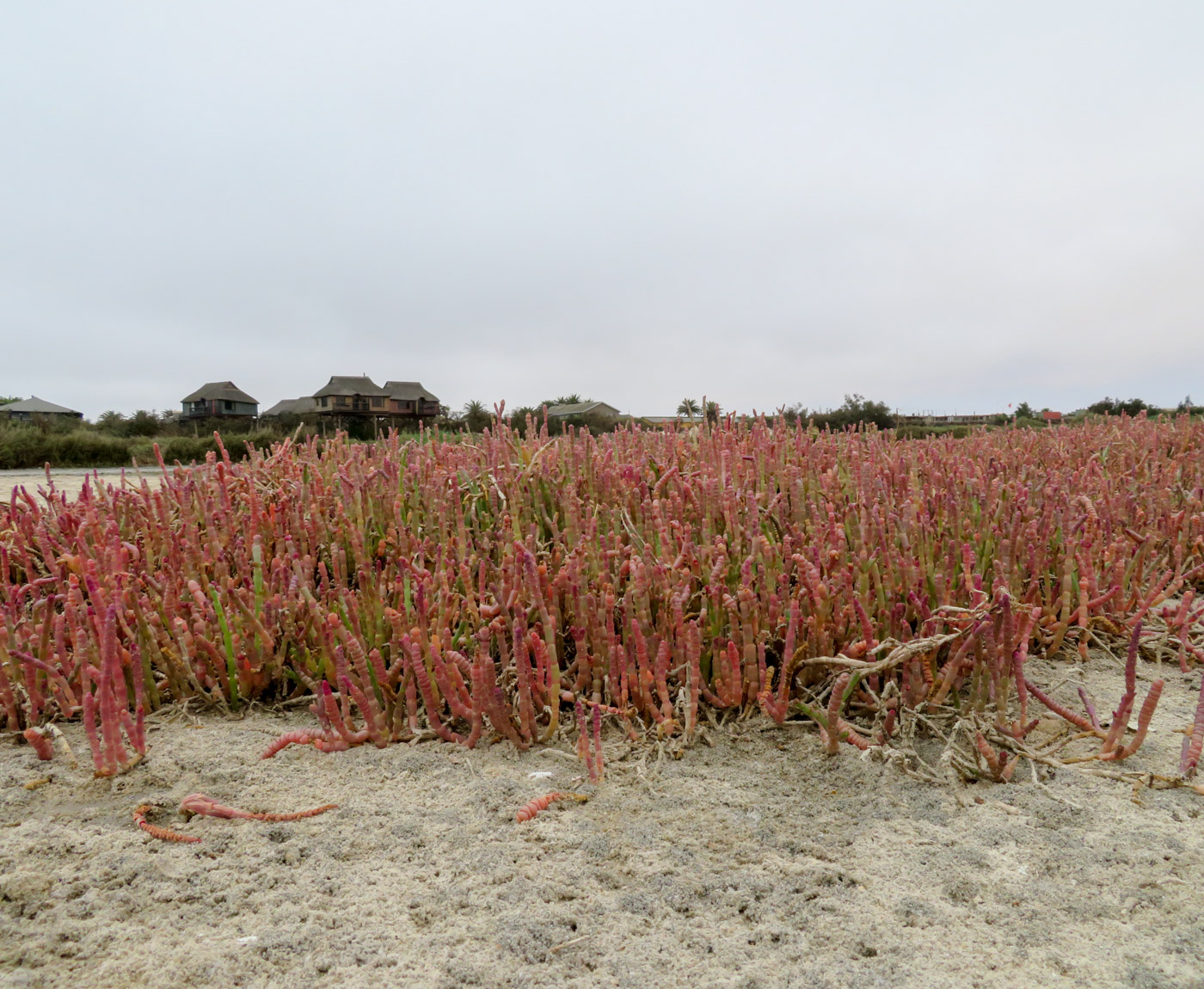 Image of Salicornia natalensis specimen.