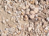 Lithops ruschiorum