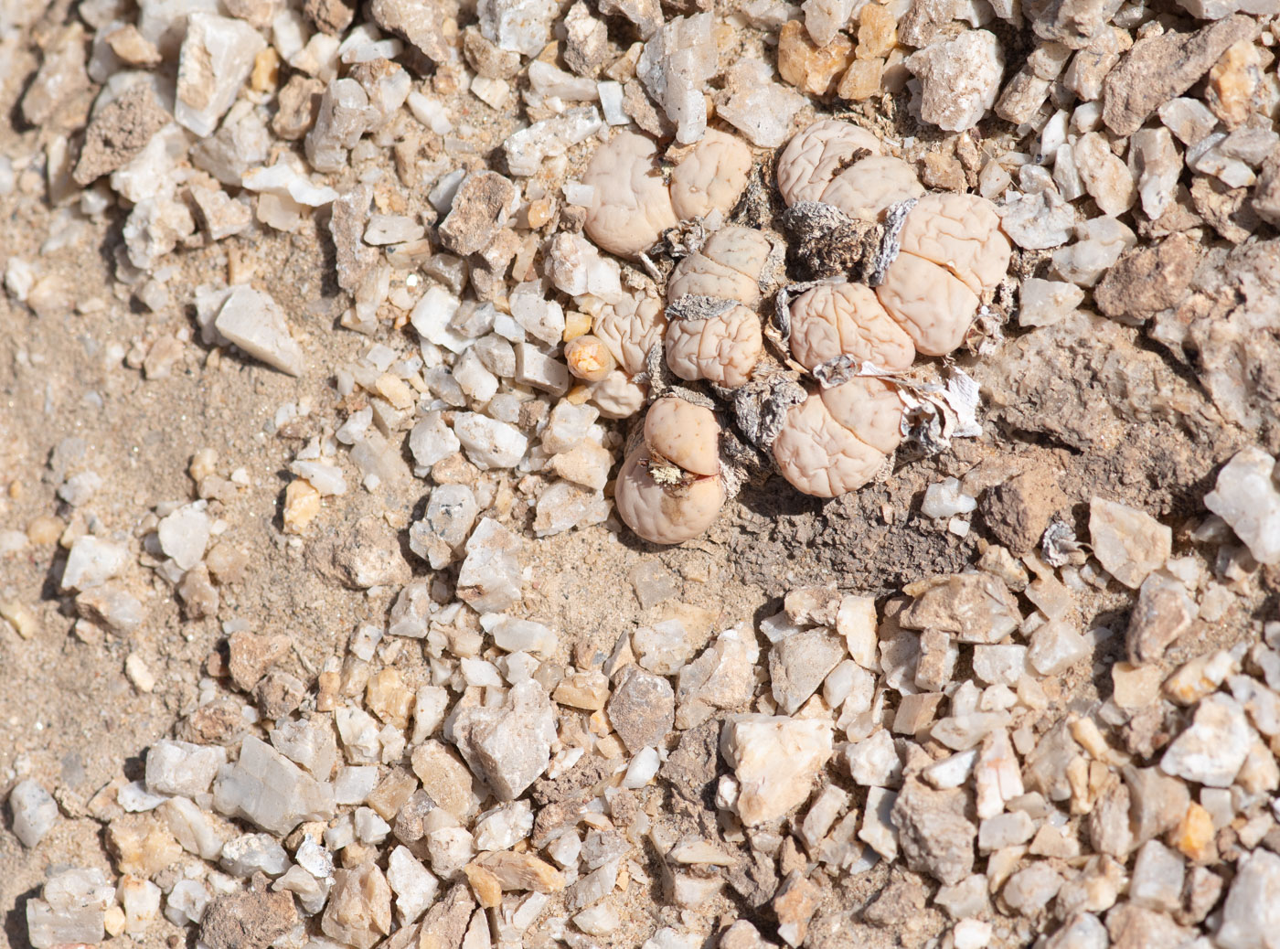 Изображение особи Lithops ruschiorum.