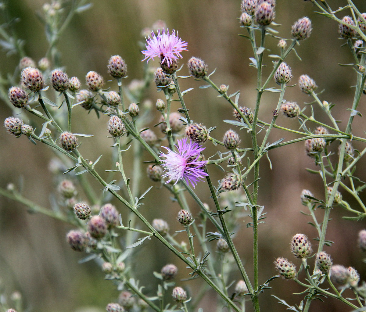 Изображение особи Centaurea stoebe.