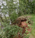 Populus longifolia. Молодые растения корнеотпрыскового происхождения, страдающие от эрозии обрывистого берега. Тверская обл., Весьегонск, Приморский парк, берег р. Молога, обрыв. 11 июня 2020 г.