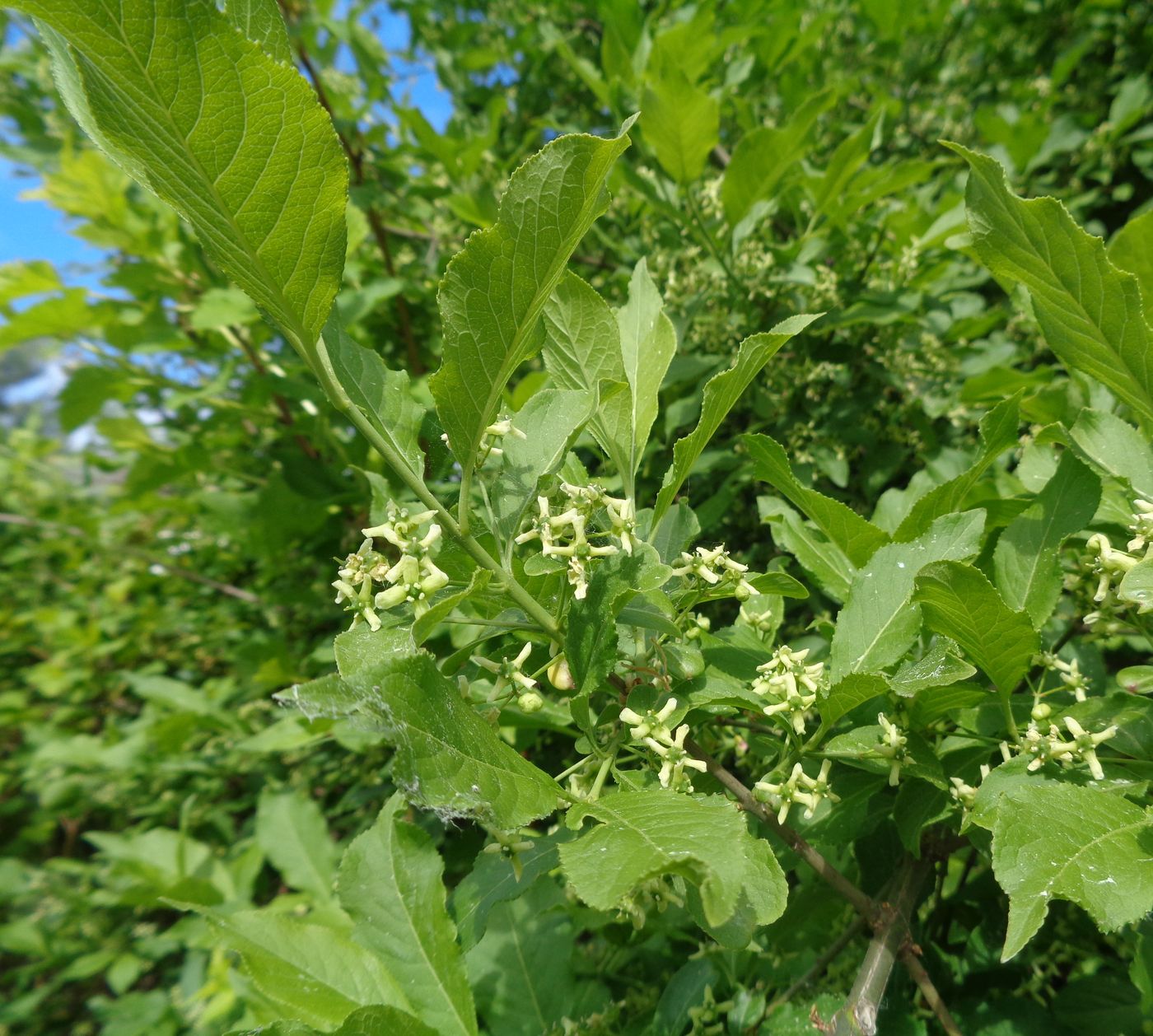 Изображение особи Euonymus europaeus.