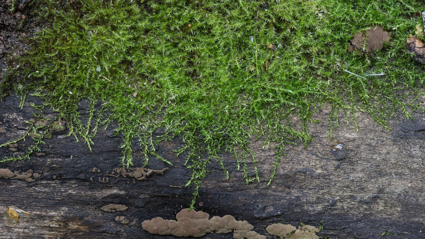 Image of familia Amblystegiaceae specimen.