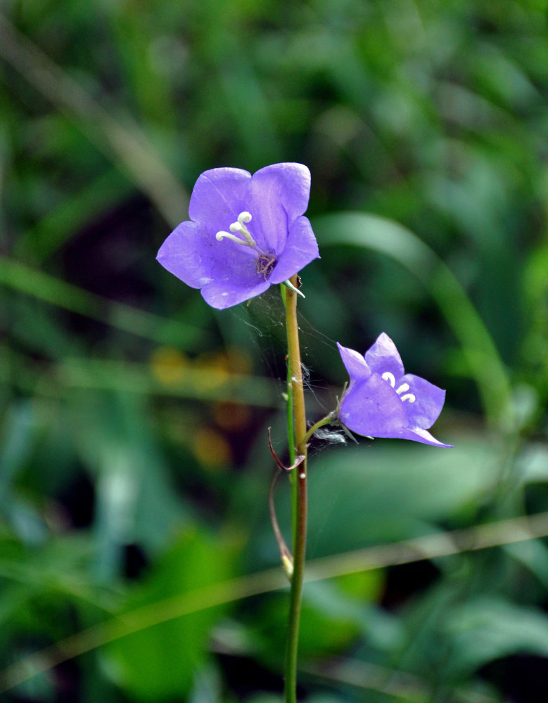 Image of Campanula persicifolia specimen.