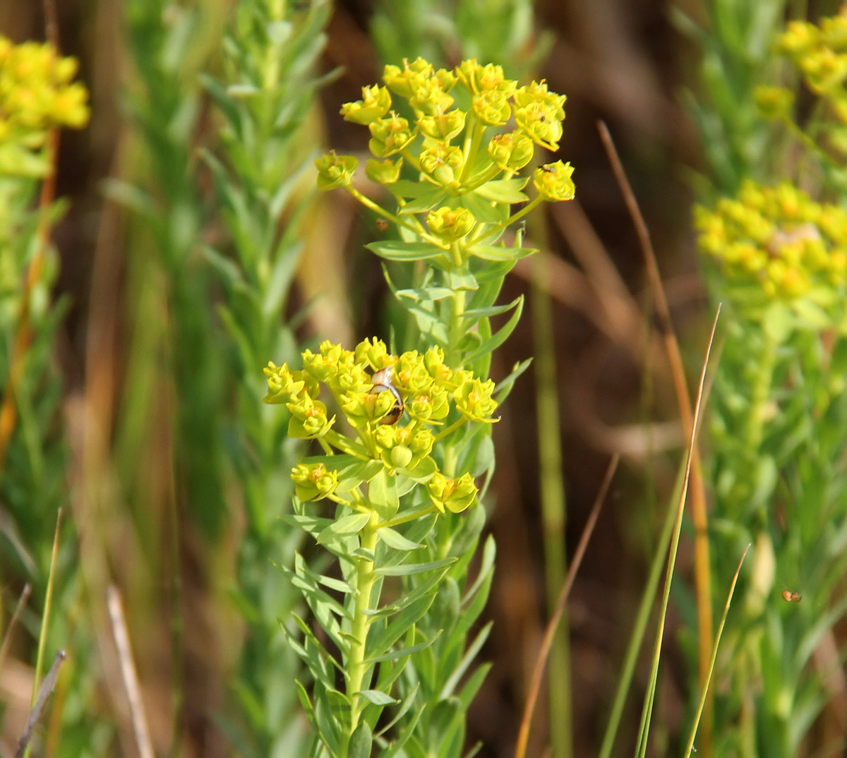 Image of Euphorbia paralias specimen.