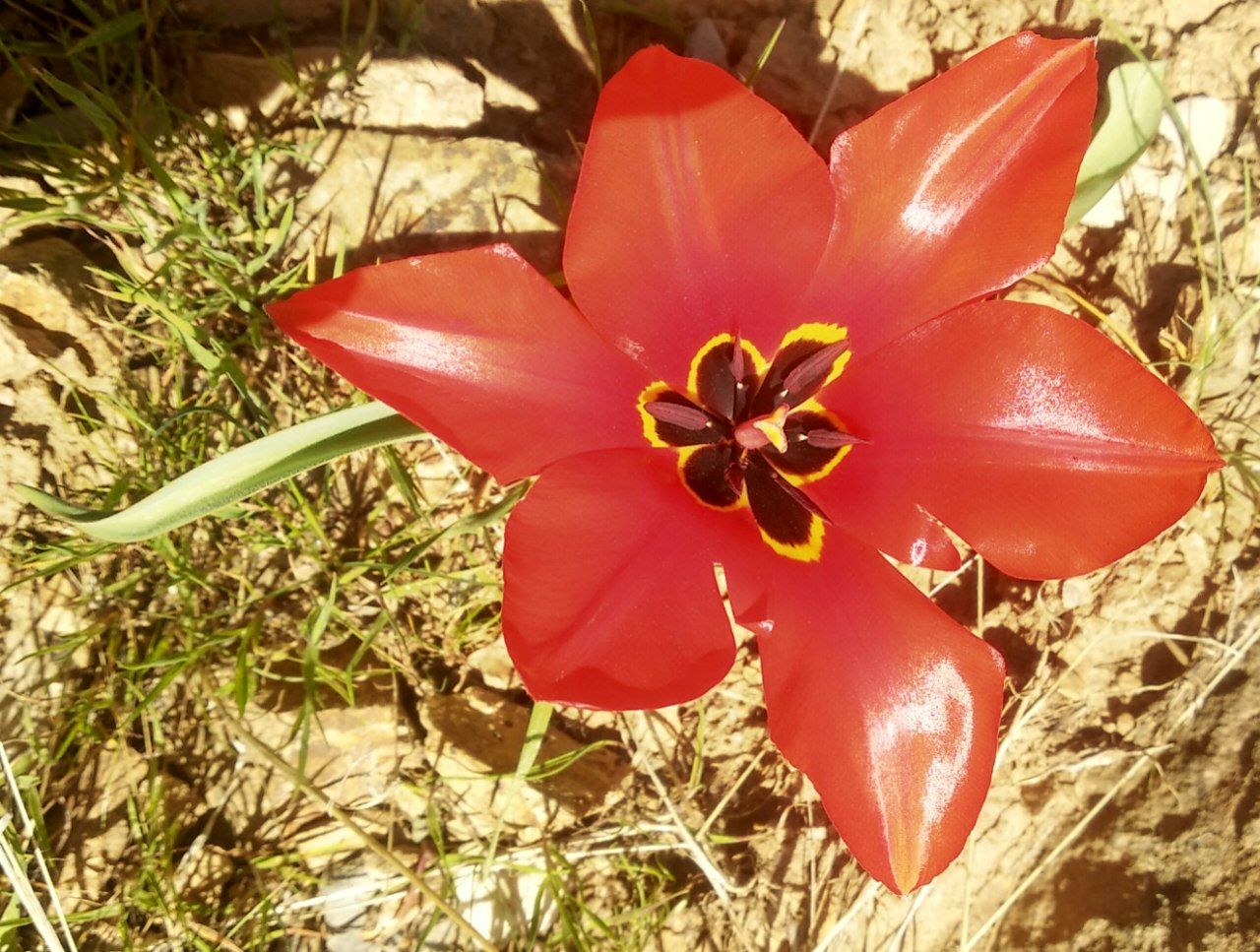 Image of Tulipa lanata specimen.