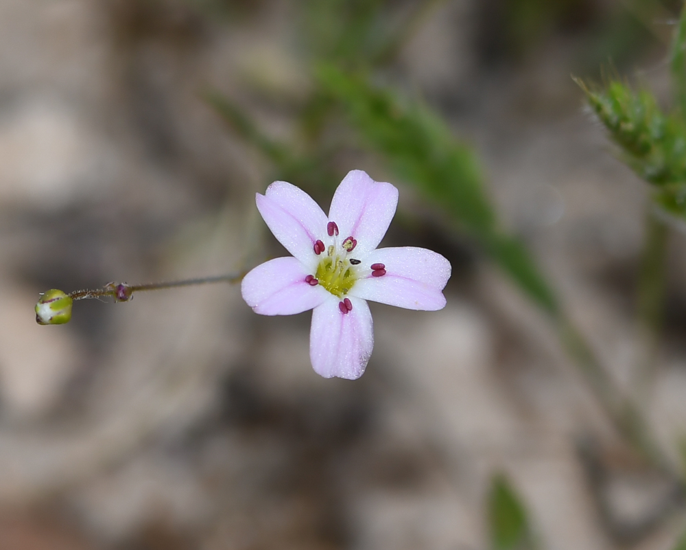 Image of Minuartia picta specimen.