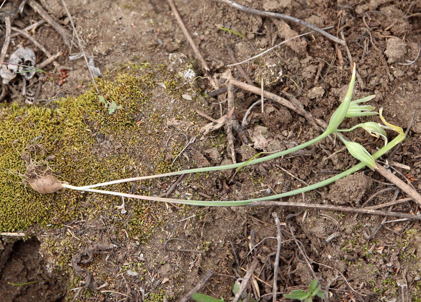 Image of Gagea fedtschenkoana specimen.