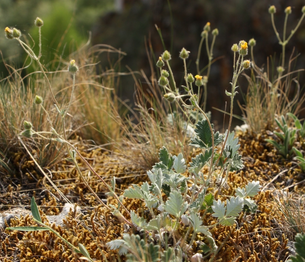 Image of Potentilla kuznetzowii specimen.