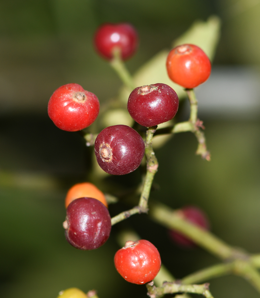 Image of genus Psychotria specimen.