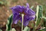 Solanum elaeagnifolium. Цветок (вид со стороны чашечки) и части листьев. Греция, Эгейское море, о. Сирос, окр. пос. Фабрика (Φάμπρικα), зарастающий приусадебный участок. 03.05.2021.