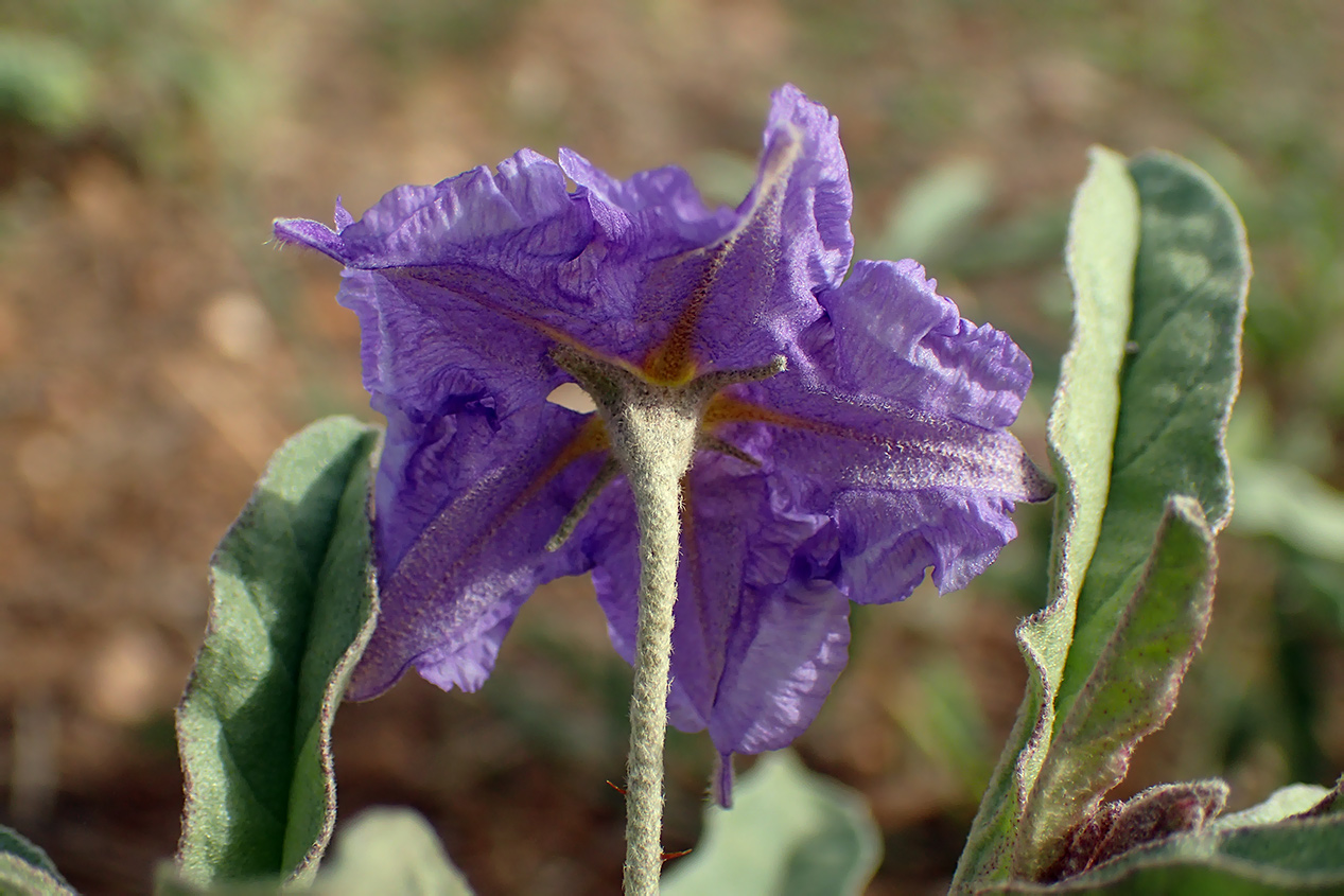 Изображение особи Solanum elaeagnifolium.